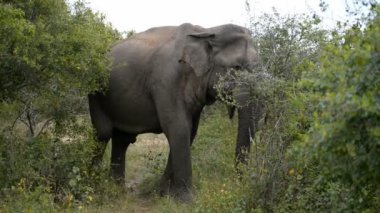 Asya fili, Kumana Milli Parkı