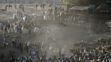 Lalibela sığır ile pazar
