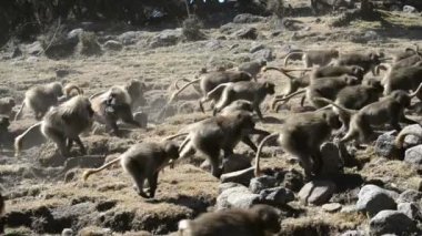 Milli Park'ta Gelada babunlar