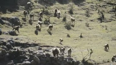 Milli Park'ta Gelada babunlar