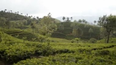Nuwara Eliya'dan Ella'ya tren