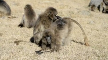 Milli Park'ta Gelada babunlar