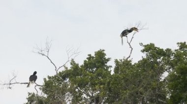 Malabar alaca Kartallar