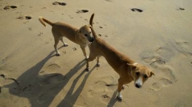 Sahilde köpekler, Arugam Bay