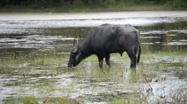 İç Asya su aygırı