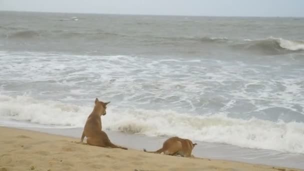 Kutyák a strandon, Arugam Bay — Stock videók