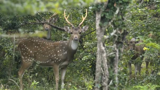 Pettyes szarvas Kumana Nemzeti Park — Stock videók