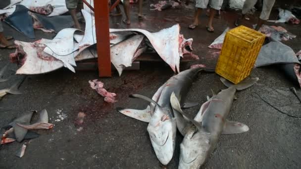 Pêcheurs travaillant sur le marché — Video