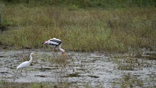 Painted stork at Kumana National Park — Stock Video
