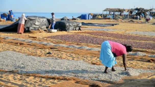 Mujeres colocando pescado para secar en la playa — Vídeo de stock