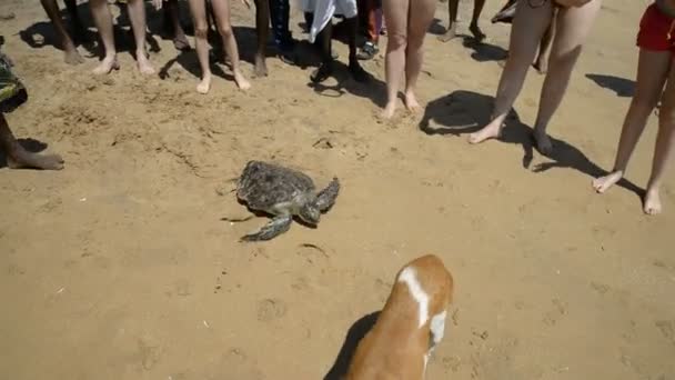 Menschen und Touristen mit Schildkröte — Stockvideo