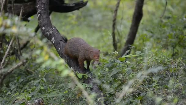 Κοκκινωπός μαγκούστα στο εθνικό πάρκο Kumana — Αρχείο Βίντεο