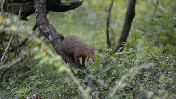 Ruddy Mangosta en el Parque Nacional Kumana — Vídeo de stock