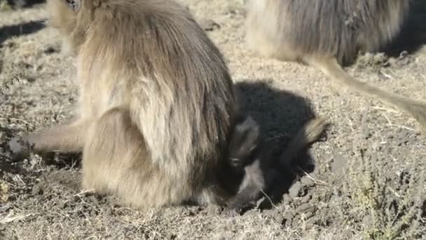 Babouin Gelada dans le parc national — Video