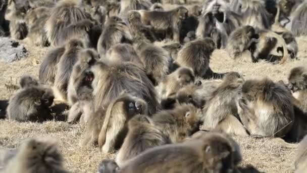 Milli Park'ta Gelada babunlar — Stok video