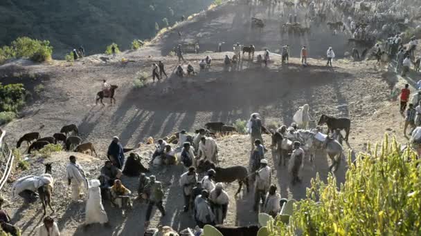 El mercado con ganado en Lalibela — Vídeo de stock