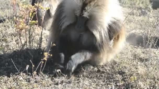 Gelada baboon in National Park — Stock Video