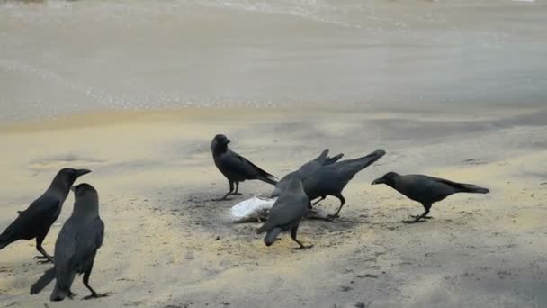 Oiseaux dans le parc national Kumana — Video