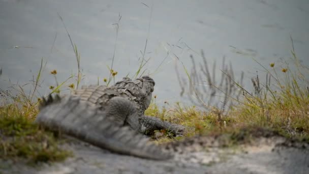 Large Mugger Crocodile — Stock Video