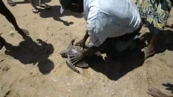 People and tourists with turtle — Stock Video