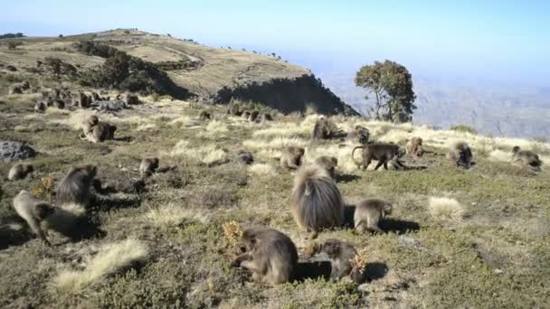 Gelada páviánok a nemzeti parkban — Stock videók