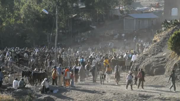 De markt met vee in Lalibela — Stockvideo