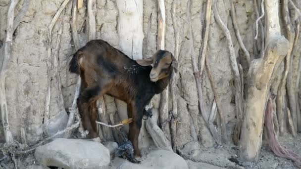 Маленька коза залишається на скелі — стокове відео