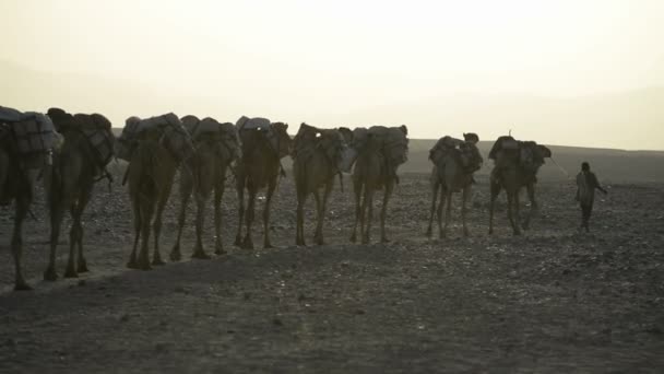 Camel caravan carrying salt — Stock Video