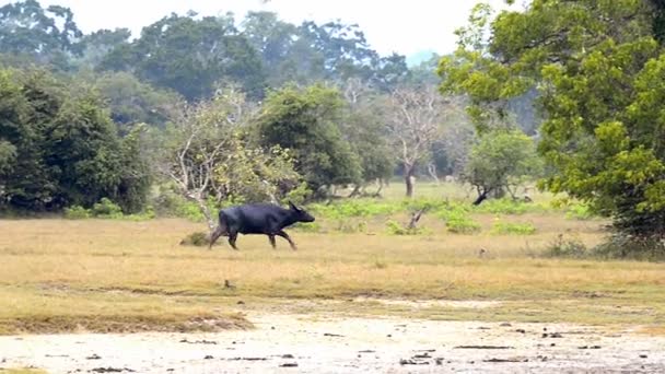 Buffalo in Kumana Nationaal Park — Stockvideo