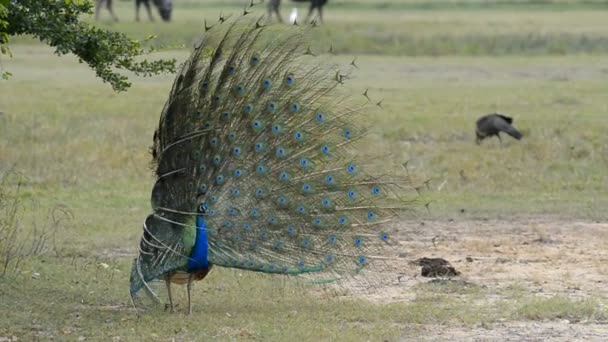 Peafowl nel Parco Nazionale di Kumana — Video Stock