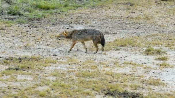 Fox en el Parque Nacional Kumana — Vídeos de Stock