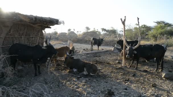 Bovins à la ferme dans la région d'Amhara — Video