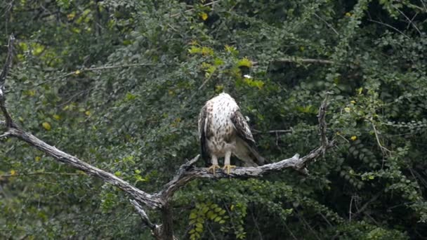 Чубата hawk орел — стокове відео