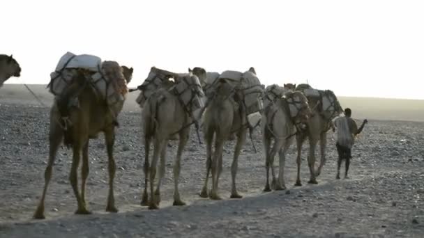 骆驼商队携带盐 — 图库视频影像