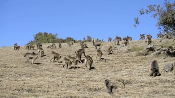 Gelada-bavianer i nasjonalparken – stockvideo