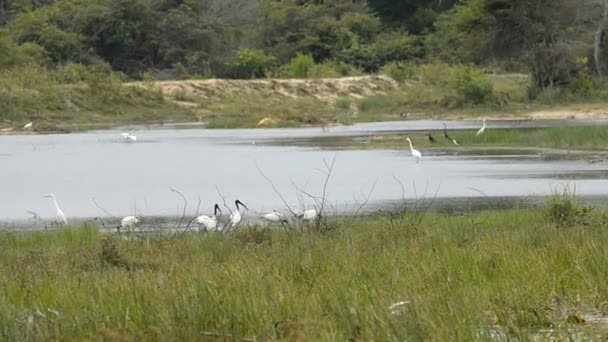 Ibis dalla testa nera nel Parco Nazionale di Kumana — Video Stock