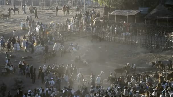 De markt met vee in Lalibela — Stockvideo