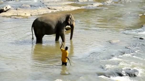 Elefante del Orfanato de Elefante Pinnawela — Vídeos de Stock