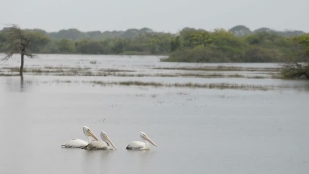 Pelikanen zwemmen in het meer — Stockvideo