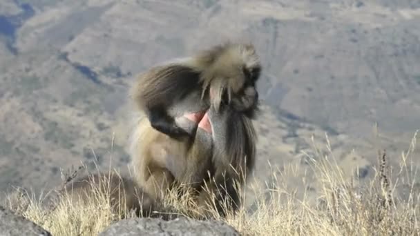 Gelada babian i nationalparken — Stockvideo