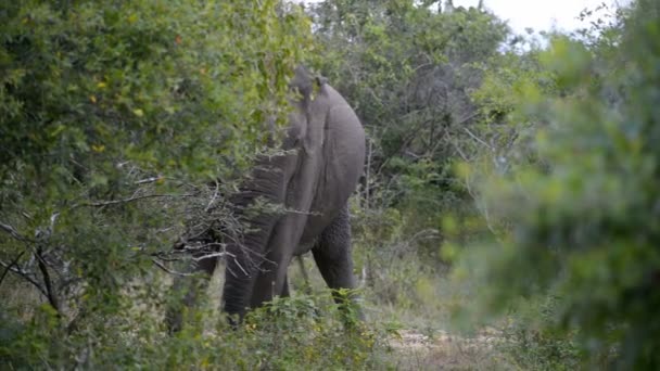 Asiatic Elephant at   Kumana National Park — Stock Video