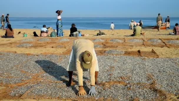 Mujeres colocando pescado para secar en la playa — Vídeo de stock