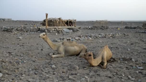 To kameler på gården – stockvideo