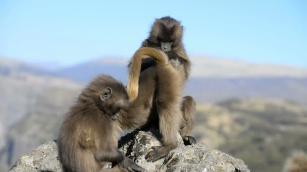 Gelada páviánok a nemzeti parkban — Stock videók