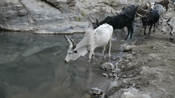 Mandria di bovini beve acqua — Video Stock