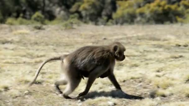 Gelada baboons in National Park — Stock Video