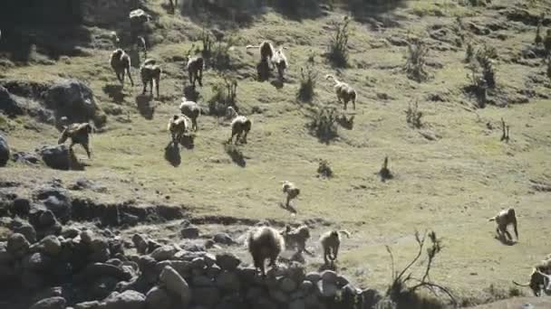 Babouins Gelada dans le parc national — Video