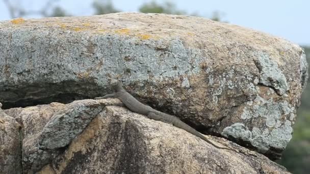 Varanus salvator im Kumana Nationalpark — Stockvideo