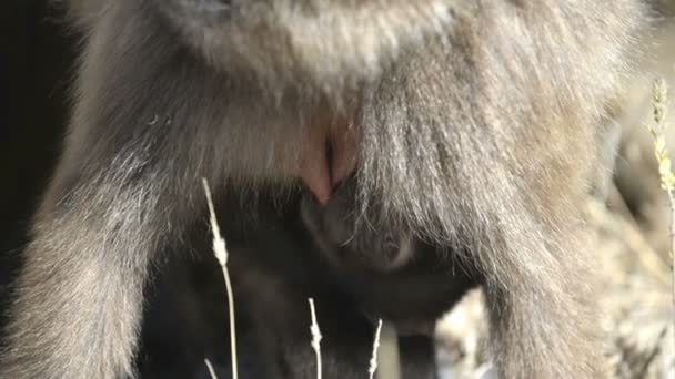 Babbuini Gelada nel Parco Nazionale — Video Stock