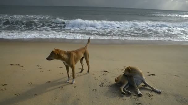 Cães na praia, Baía de Arugam — Vídeo de Stock